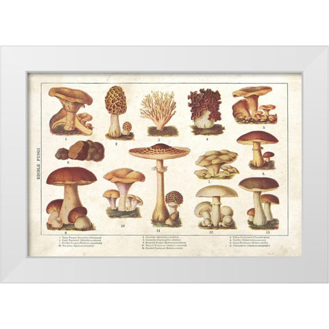 Mushroom Chart II White Modern Wood Framed Art Print by Babbitt, Gwendolyn