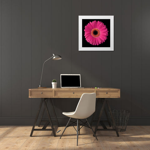 Gerbera Daisy Pink White Modern Wood Framed Art Print by Christensen, Jim