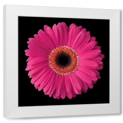 Gerbera Daisy Pink White Modern Wood Framed Art Print by Christensen, Jim