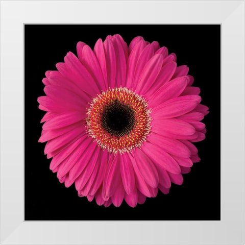 Gerbera Daisy Pink White Modern Wood Framed Art Print by Christensen, Jim