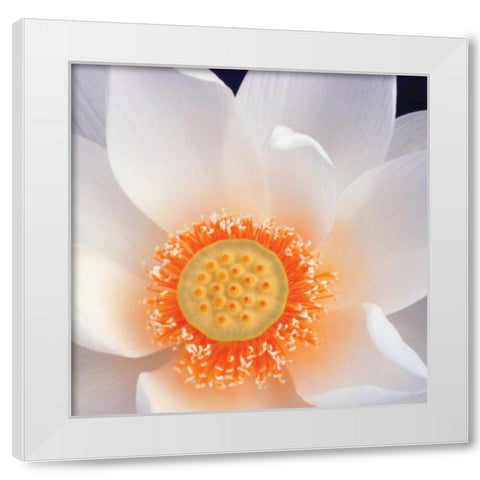 Lotus I White Modern Wood Framed Art Print by Christensen, Jim