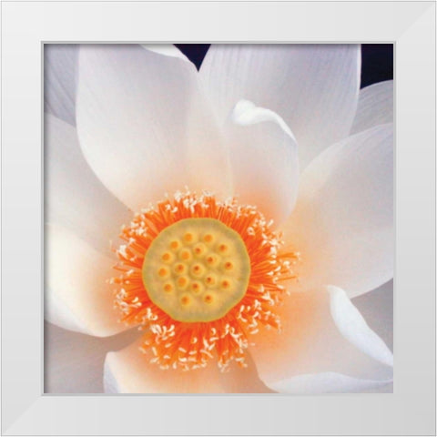 Lotus I White Modern Wood Framed Art Print by Christensen, Jim