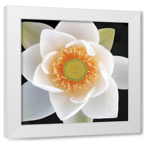 Lotus II White Modern Wood Framed Art Print by Christensen, Jim