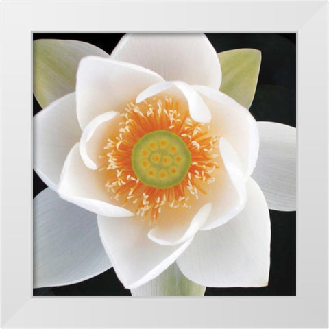 Lotus II White Modern Wood Framed Art Print by Christensen, Jim