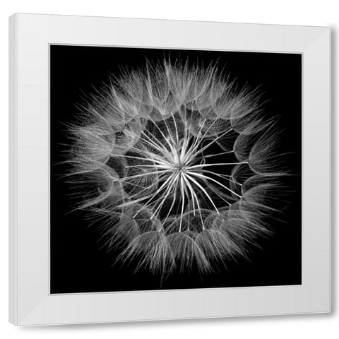 Goats Beard V White Modern Wood Framed Art Print by Christensen, Jim