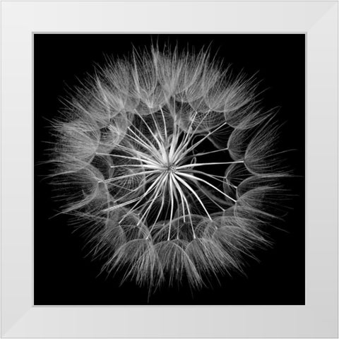 Goats Beard V White Modern Wood Framed Art Print by Christensen, Jim