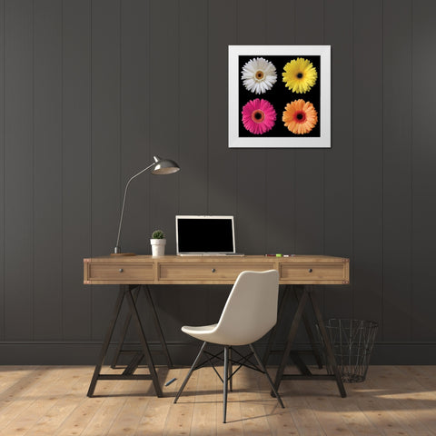 Gerbera Group I White Modern Wood Framed Art Print by Christensen, Jim