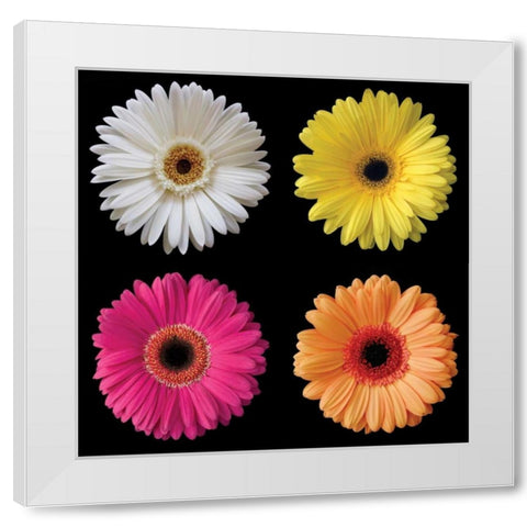 Gerbera Group I White Modern Wood Framed Art Print by Christensen, Jim