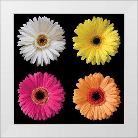 Gerbera Group I White Modern Wood Framed Art Print by Christensen, Jim