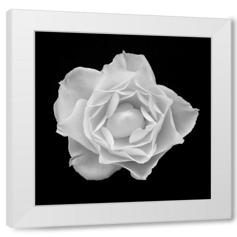 White Rose I White Modern Wood Framed Art Print by Christensen, Jim