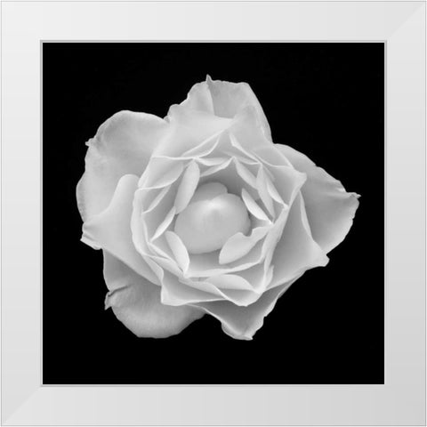 White Rose I White Modern Wood Framed Art Print by Christensen, Jim