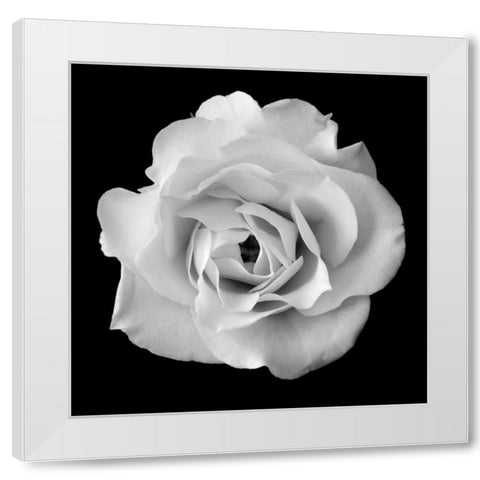 White Rose II White Modern Wood Framed Art Print by Christensen, Jim