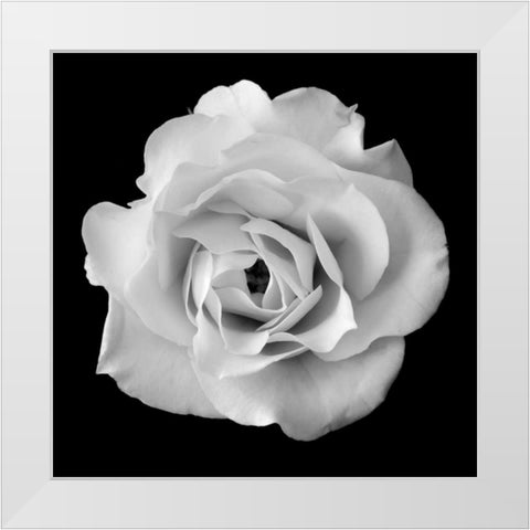 White Rose II White Modern Wood Framed Art Print by Christensen, Jim