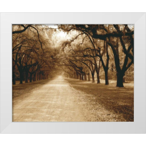 Savannah Oaks II White Modern Wood Framed Art Print by Hausenflock, Alan