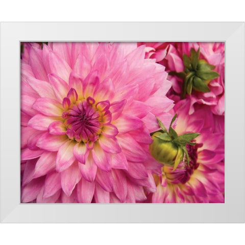 Pink Dahlia White Modern Wood Framed Art Print by Love, Maureen