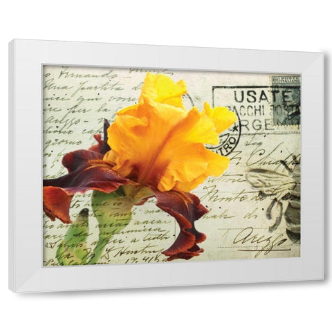 Carte Postale Iris White Modern Wood Framed Art Print by Melious, Amy