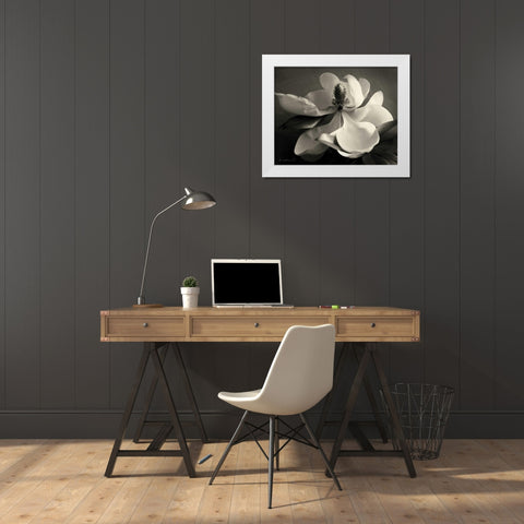 Magnolia Bloom White Modern Wood Framed Art Print by Melious, Amy