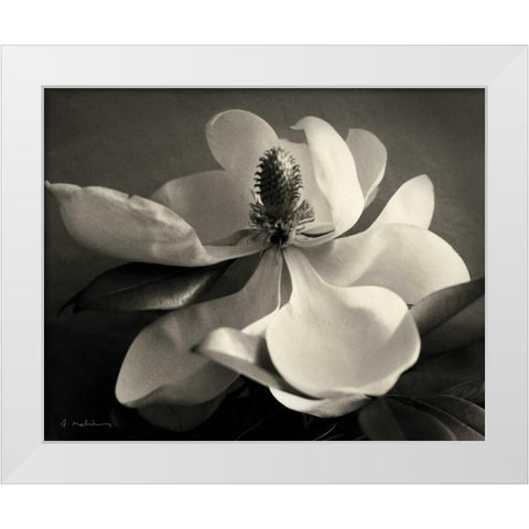Magnolia Bloom White Modern Wood Framed Art Print by Melious, Amy