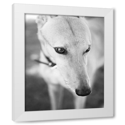 Greyhound Black and White White Modern Wood Framed Art Print by Millet, Karyn