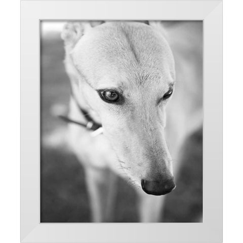 Greyhound Black and White White Modern Wood Framed Art Print by Millet, Karyn