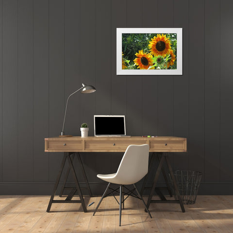Summer Sunflowers I White Modern Wood Framed Art Print by Williams, Alex