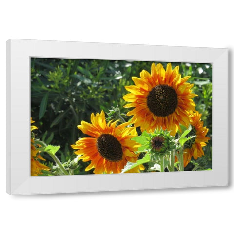 Summer Sunflowers I White Modern Wood Framed Art Print by Williams, Alex