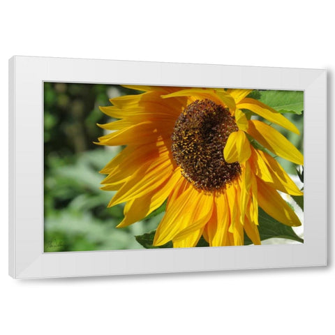Summer Sunflowers II White Modern Wood Framed Art Print by Williams, Alex