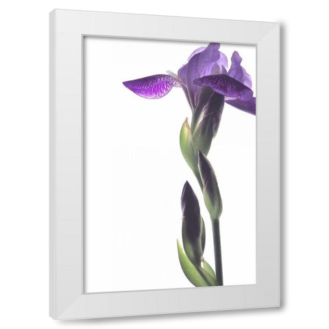 Purple Iris I White Modern Wood Framed Art Print by Burkhart, Monika