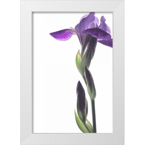 Purple Iris I White Modern Wood Framed Art Print by Burkhart, Monika