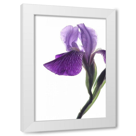 Purple Iris II White Modern Wood Framed Art Print by Burkhart, Monika