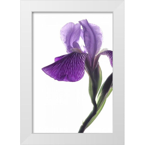 Purple Iris II White Modern Wood Framed Art Print by Burkhart, Monika