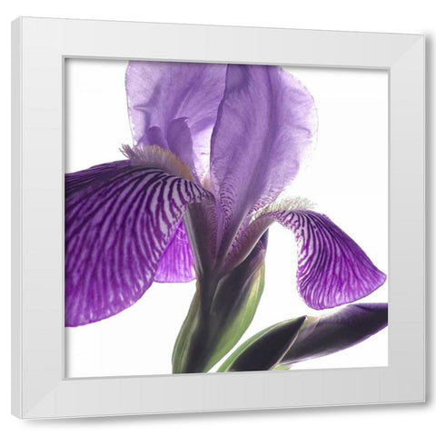 Purple Iris IV White Modern Wood Framed Art Print by Burkhart, Monika