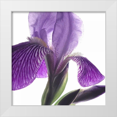Purple Iris IV White Modern Wood Framed Art Print by Burkhart, Monika