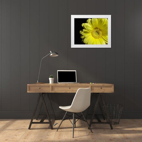 Yellow Daisy White Modern Wood Framed Art Print by Burkhart, Monika