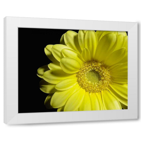 Yellow Daisy White Modern Wood Framed Art Print by Burkhart, Monika