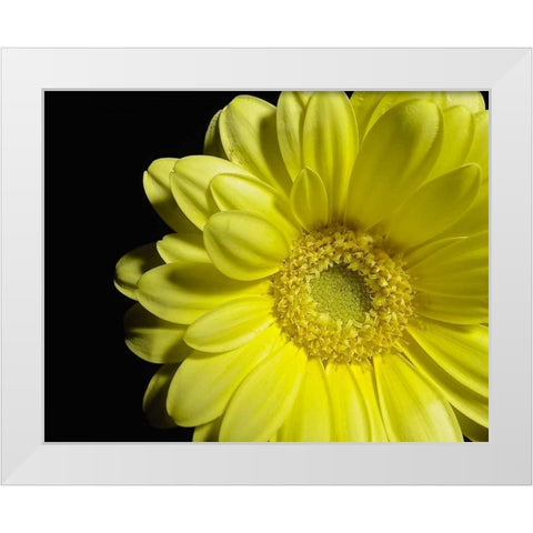 Yellow Daisy White Modern Wood Framed Art Print by Burkhart, Monika