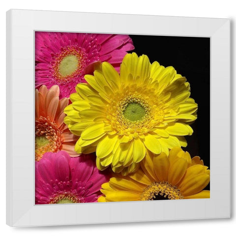Spring Potpourri II White Modern Wood Framed Art Print by Burkhart, Monika