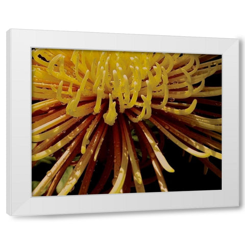 Sun Dance I White Modern Wood Framed Art Print by Burkhart, Monika