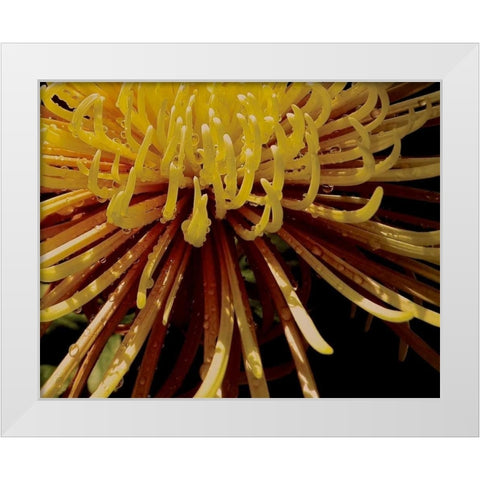 Sun Dance I White Modern Wood Framed Art Print by Burkhart, Monika