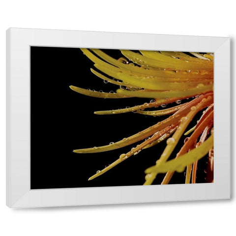 Sun Dance II White Modern Wood Framed Art Print by Burkhart, Monika