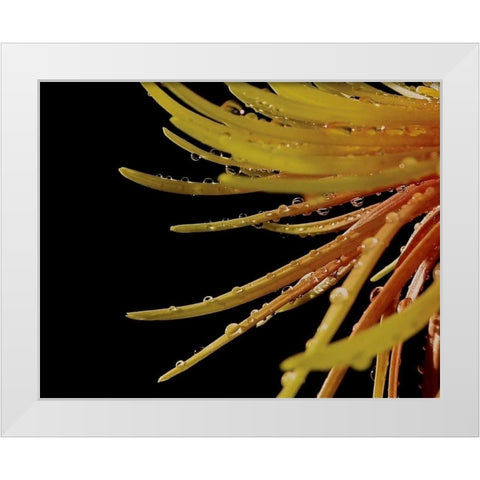 Sun Dance II White Modern Wood Framed Art Print by Burkhart, Monika