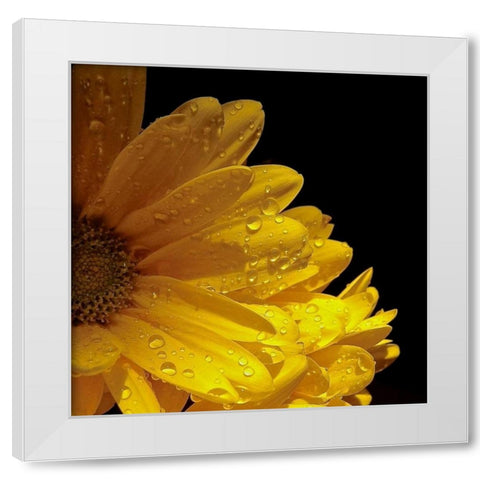 Sun Sparkled I White Modern Wood Framed Art Print by Burkhart, Monika