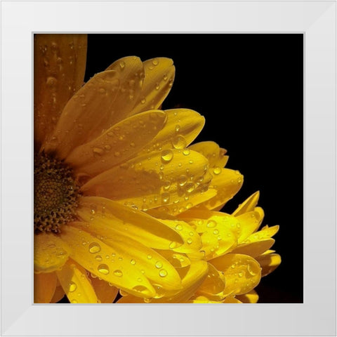 Sun Sparkled I White Modern Wood Framed Art Print by Burkhart, Monika