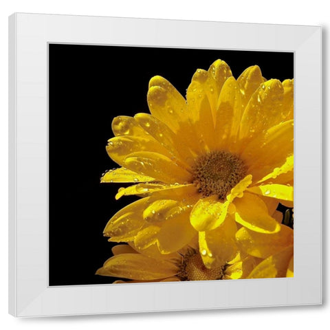 Sun Sparkled II White Modern Wood Framed Art Print by Burkhart, Monika