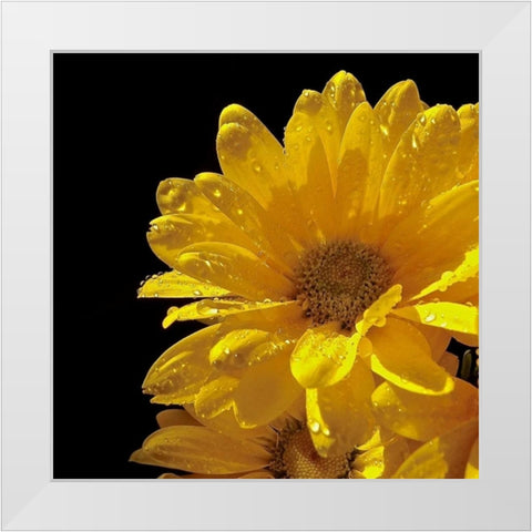 Sun Sparkled II White Modern Wood Framed Art Print by Burkhart, Monika