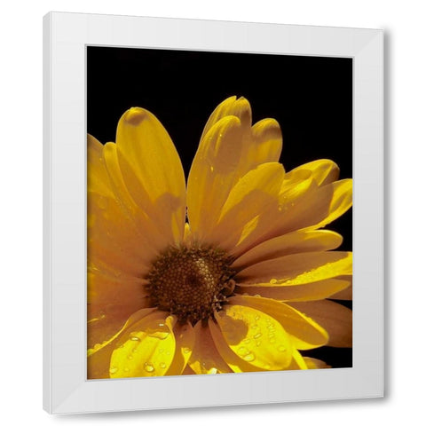 Sun Sparkled III White Modern Wood Framed Art Print by Burkhart, Monika