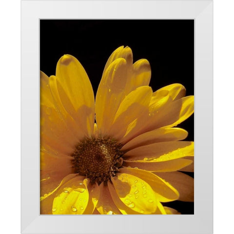 Sun Sparkled III White Modern Wood Framed Art Print by Burkhart, Monika