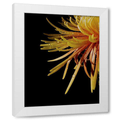 Sun Dance III White Modern Wood Framed Art Print by Burkhart, Monika