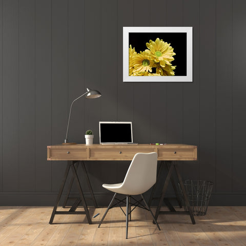 Daisy Dazzle I White Modern Wood Framed Art Print by Burkhart, Monika