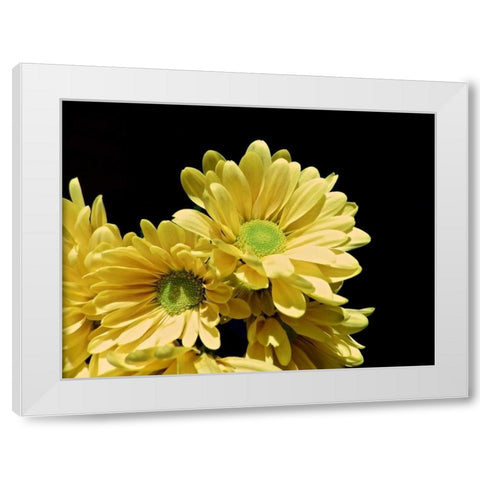 Daisy Dazzle I White Modern Wood Framed Art Print by Burkhart, Monika